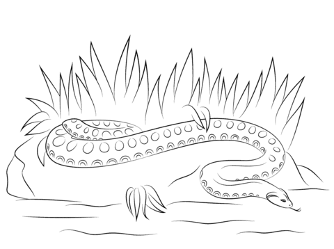 Crawling anaconda coloring book